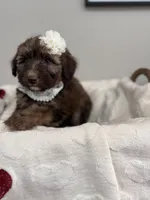 Macchiato-Black, a female Bernedoodle for sale in Oak Hills, CA – Photo 3 of 6