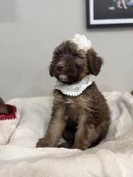 Macchiato-Black, a female Bernedoodle for sale in Oak Hills, CA – Photo 6 of 6