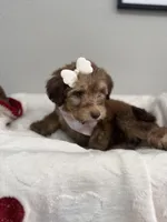 Mocha-Pink, a female Bernedoodle for sale in Oak Hills, CA – Photo 4 of 6