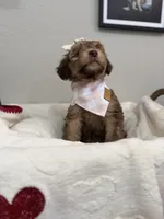 Mocha-Pink, a female Bernedoodle for sale in Oak Hills, CA – Photo 3 of 6