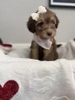 Mocha-Pink, a female Bernedoodle for sale in Oak Hills, CA – Photo 2 of 6