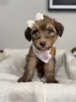 Mocha-Pink, a female Bernedoodle for sale in Oak Hills, CA – Photo 5 of 6