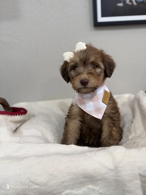 Mocha-Pink – Bernedoodle puppy for sale in Oak Hills, CA