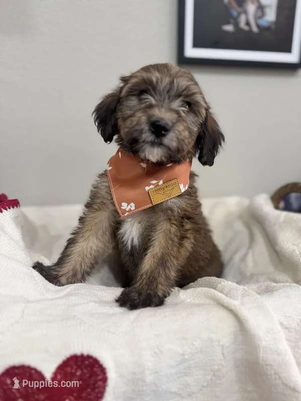 Caramel- Orange – Bernedoodle puppy for sale in Oak Hills, CA