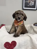 Caramel- Orange, a male Bernedoodle for sale in Oak Hills, CA – Photo 2 of 3