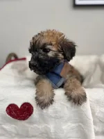 Cocoa-Blue, a male Bernedoodle for sale in Oak Hills, CA – Photo 1 of 4