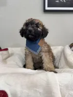 Cocoa-Blue, a male Bernedoodle for sale in Oak Hills, CA – Photo 3 of 4