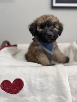 Cocoa-Blue, a male Bernedoodle for sale in Oak Hills, CA – Photo 4 of 4