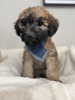 Cocoa-Blue, a male Bernedoodle for sale in Oak Hills, CA – Photo 2 of 4