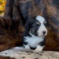 Bob Black Tri boy, a male Pembroke Welsh Corgi for sale in Ribera, NM – Photo 5 of 7