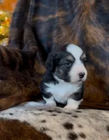 Bob Black Tri boy, a male Pembroke Welsh Corgi for sale in Ribera, NM – Photo 5 of 7