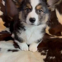 Bob Black Tri boy, a male Pembroke Welsh Corgi for sale in Ribera, NM – Photo 2 of 7