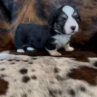 Bob Black Tri boy, a male Pembroke Welsh Corgi for sale in Ribera, NM – Photo 6 of 7