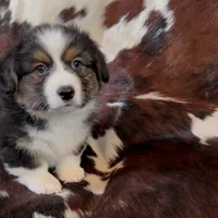 Bob Black Tri boy, a male Pembroke Welsh Corgi for sale in Ribera, NM – Photo 4 of 7