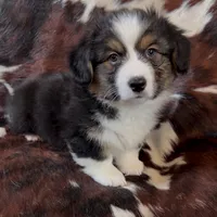 Bob Black Tri boy, a male Pembroke Welsh Corgi for sale in Ribera, NM – Photo 3 of 7