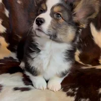 Bob Black Tri boy, a male Pembroke Welsh Corgi for sale in Ribera, NM – Photo 1 of 7