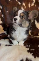 Bob Black Tri boy, a male Pembroke Welsh Corgi for sale in Ribera, NM – Photo 1 of 7