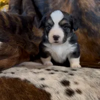Bob Black Tri boy, a male Pembroke Welsh Corgi for sale in Ribera, NM – Photo 7 of 7