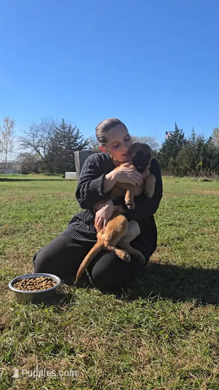 Willow – Belgian Malinois puppy for sale in Palmyra, NE