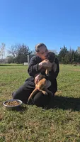 Willow, a female Belgian Malinois for sale in Palmyra, NE – 1 of 2