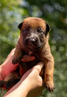 Onyx, a female Belgian Malinois for sale in Palmyra, NE – 2 of 2