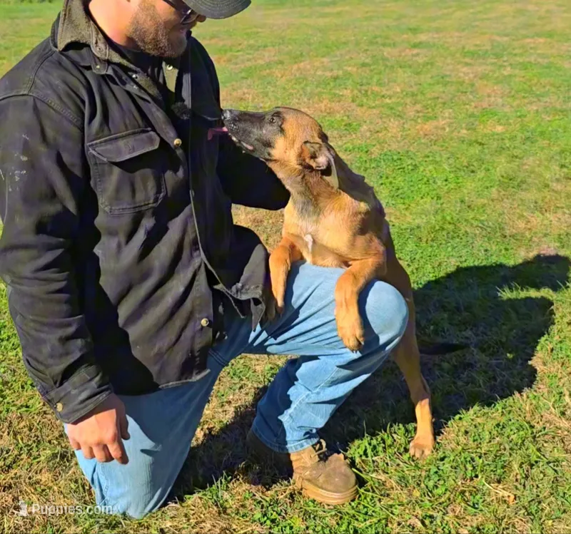 Bear – Belgian Malinois puppy for sale in Palmyra, NE
