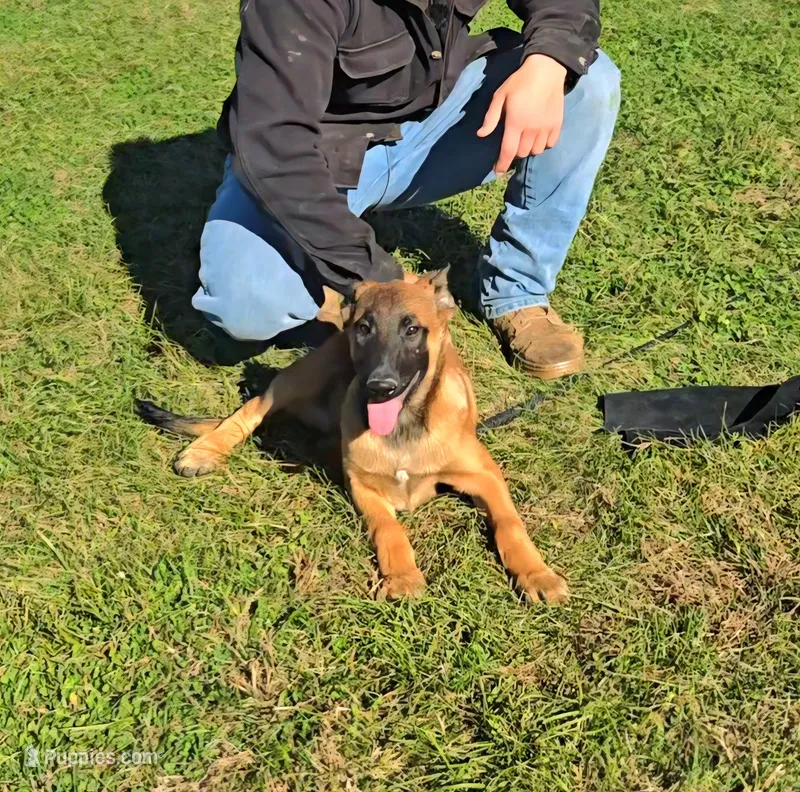 Onyx – Belgian Malinois puppy for sale in Palmyra, NE