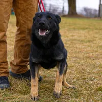 Quiet, a female German Shepherd Dog for sale in Palmyra, NE – 2 of 2