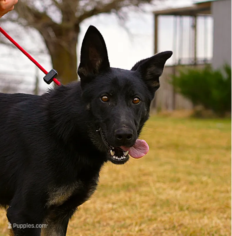 Quiet – German Shepherd Dog puppy for sale in Palmyra, NE