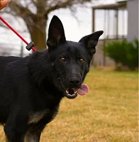 Quiet, a female German Shepherd Dog for sale in Palmyra, NE – 1 of 2