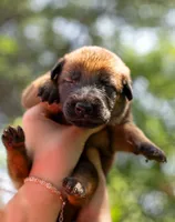 Willow, a female Belgian Malinois for sale in Palmyra, NE – 2 of 2