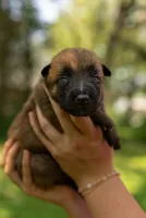 Bear, a female Belgian Malinois for sale in Palmyra, NE – 2 of 2