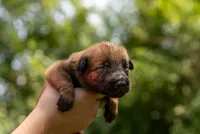 Poppy, a female Belgian Malinois for sale in Palmyra, NE – 2 of 2