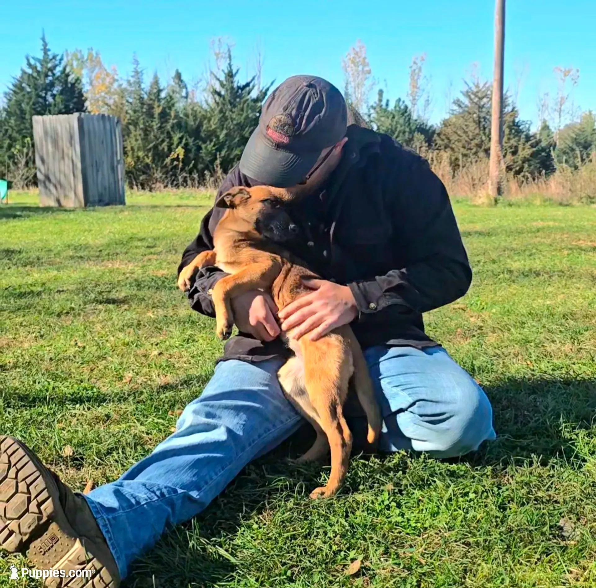 Poppy, a female Belgian Malinois for sale in Palmyra, NE – 1 of 2