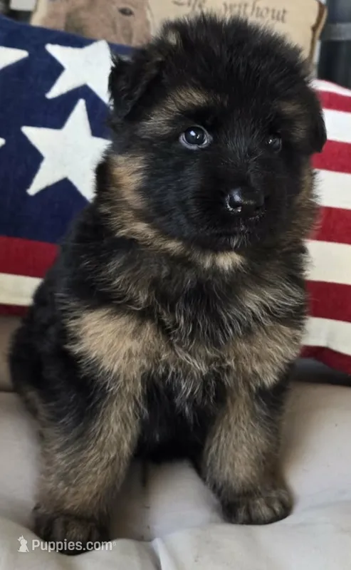 purple – German Shepherd Dog puppy for sale in Cleveland, TN