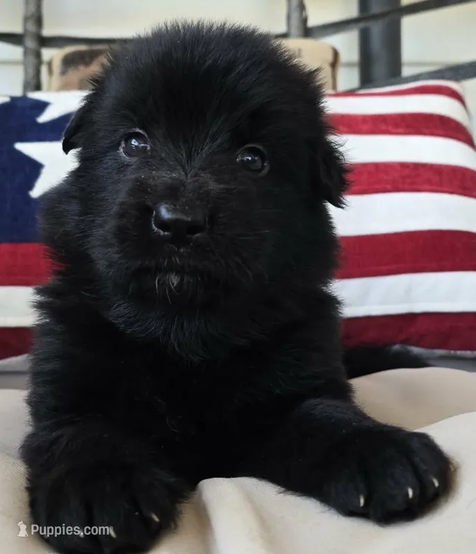 Yellow – German Shepherd Dog puppy for sale in Cleveland, TN
