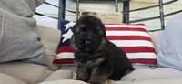 purple, a female German Shepherd Dog for sale in Cleveland, TN – 2 of 3