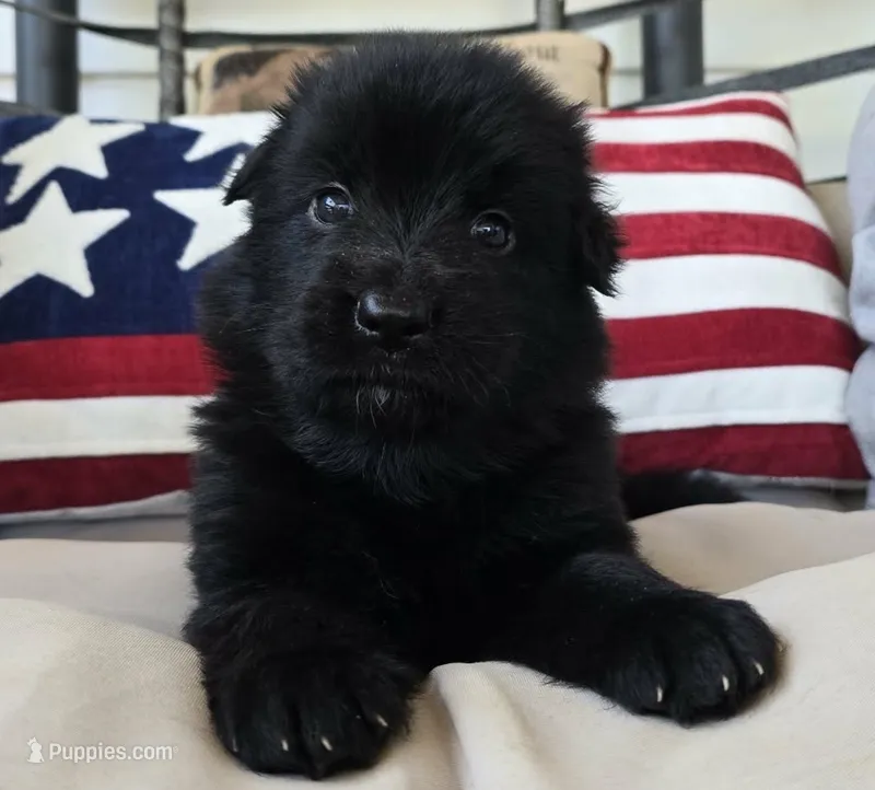 Lime Green – German Shepherd Dog puppy for sale in Cleveland, TN