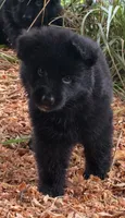 pink, a female German Shepherd Dog for sale in Cleveland, TN – 2 of 2