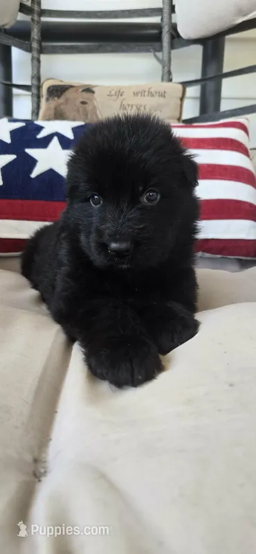 Lime Green – German Shepherd Dog puppy for sale in Cleveland, TN