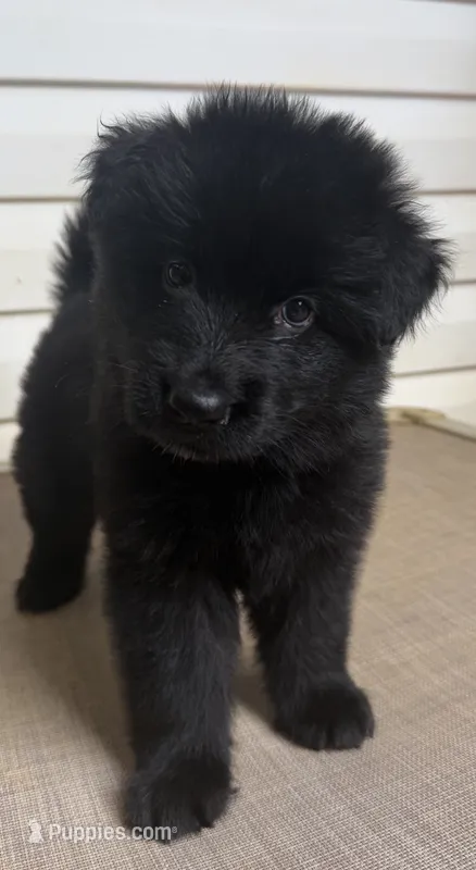 Lime Green – German Shepherd Dog puppy for sale in Cleveland, TN