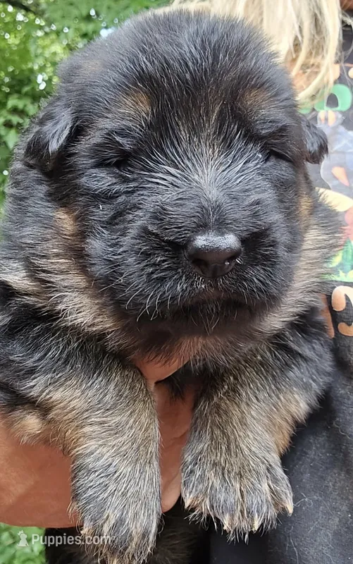 purple – German Shepherd Dog puppy for sale in Cleveland, TN