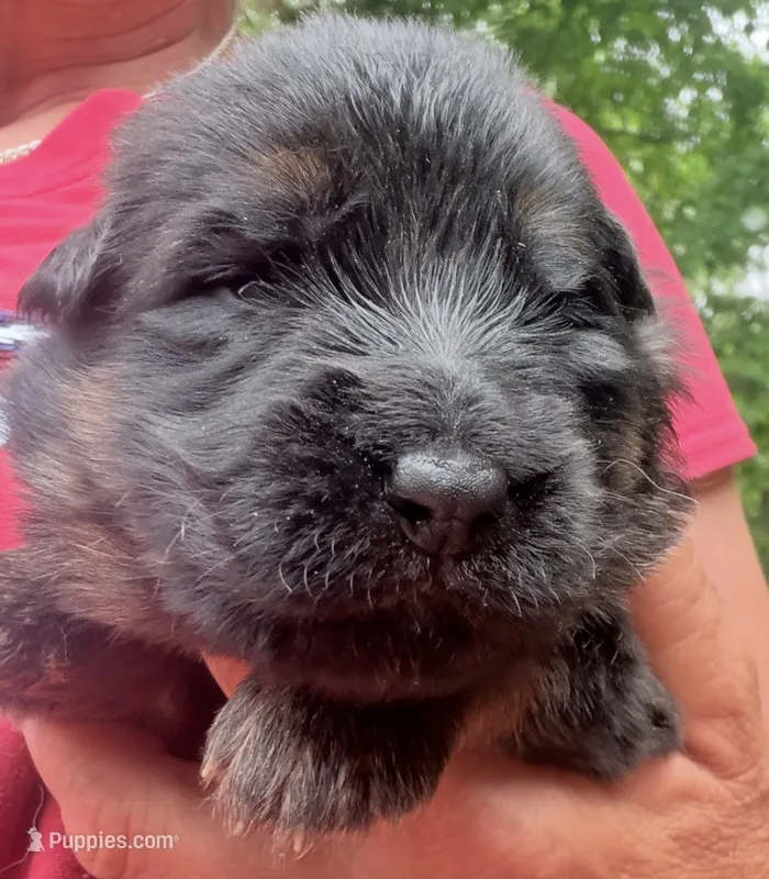 pink – German Shepherd Dog puppy for sale in Cleveland, TN