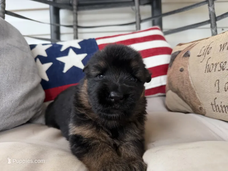 purple – German Shepherd Dog puppy for sale in Cleveland, TN