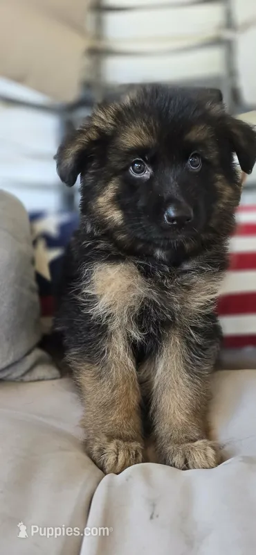 green – German Shepherd Dog puppy for sale in Cleveland, TN