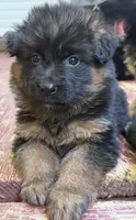 Aqua, a female German Shepherd Dog for sale in Cleveland, TN – 1 of 2