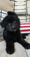 Orange, a female German Shepherd Dog for sale in Cleveland, TN – 3 of 3