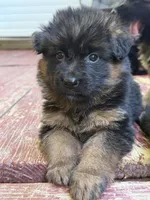 Aqua, a female German Shepherd Dog for sale in Cleveland, TN – 2 of 2