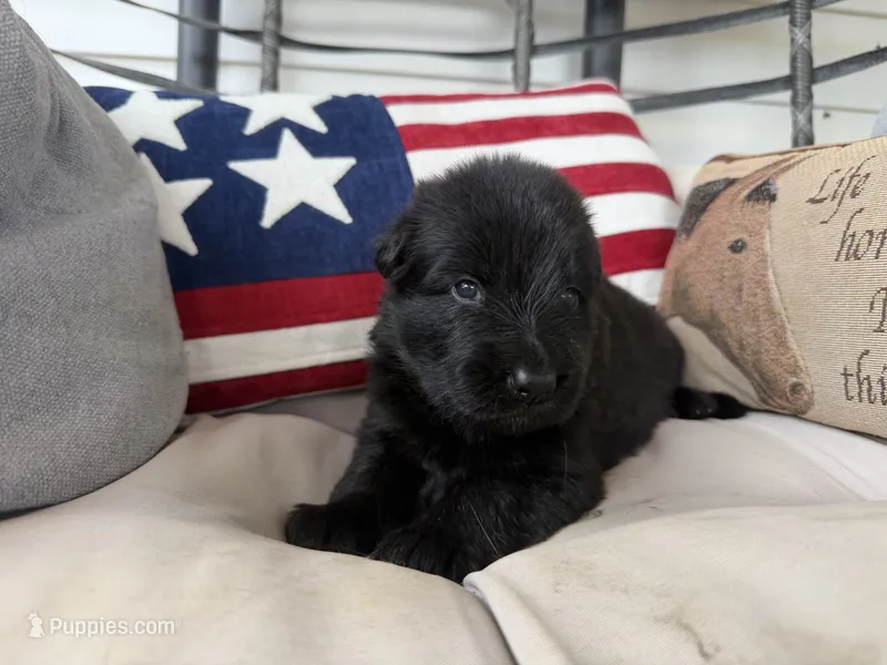 pink – German Shepherd Dog puppy for sale in Cleveland, TN
