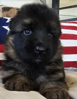 purple, a female German Shepherd Dog for sale in Cleveland, TN – 3 of 3